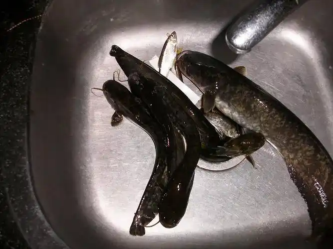 乡下小河里钓获的我们土话叫花鲶现在很少见了