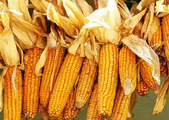 仓鼠主粮新货带皮干玉米棒子真实苞米 农家乐咖啡厅装饰影视拍摄