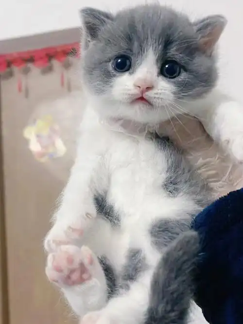 英短蓝白蓝猫