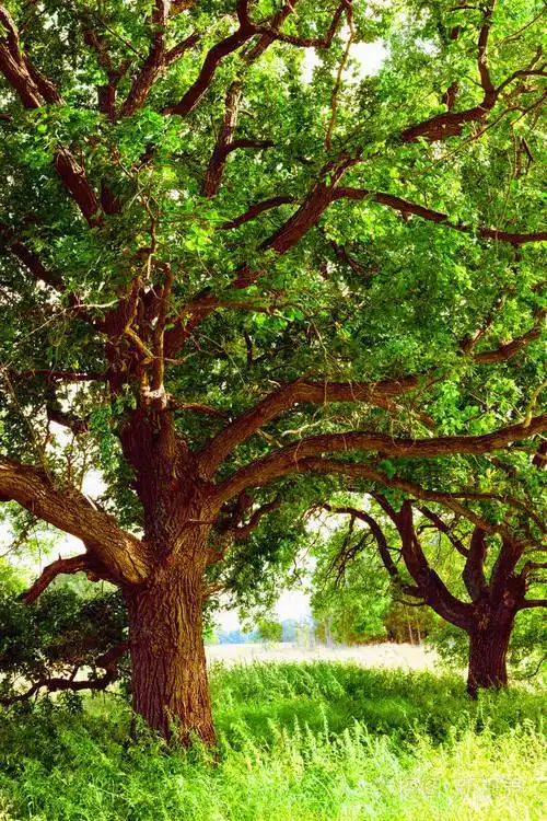 在清晨的阳光下橡树