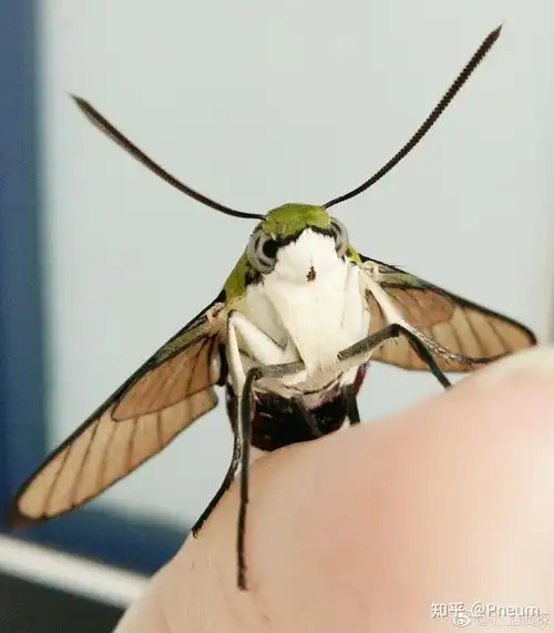 蛾子到底有多可爱? - 知乎