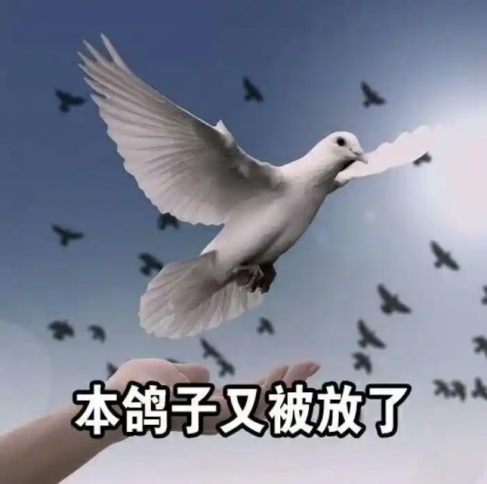 确认过眼神 是会放鸽子的人