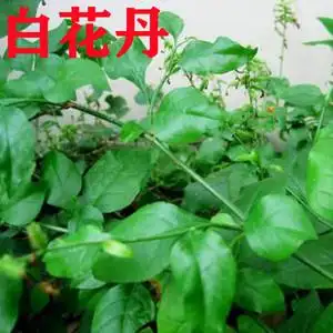 新鲜白花丹野外白雪花白皂药山波苓一见消中草药材干货农村现采发