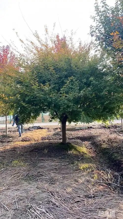 其他描述:精品鸡爪槭,房地产,别墅庭院专用无种植状态:移栽苗冠幅:300