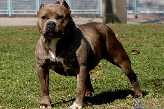 短毛哺乳动物百科图片_品种大全_饲养繁殖_雌雄鉴别_sbike