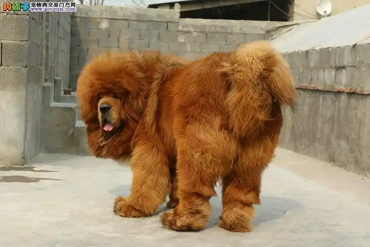 出售大头纯种藏獒犬 专业犬舍 保健康可看大狗