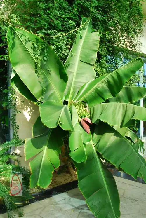 这棵香蕉树好唯美