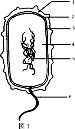 ⑴ 一个细菌也是一个细胞,与真菌的细胞相比,细菌的结构中没有 .
