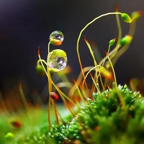 水滴像是给植物和昆虫穿上一件精致的水晶外衣_唯美图片