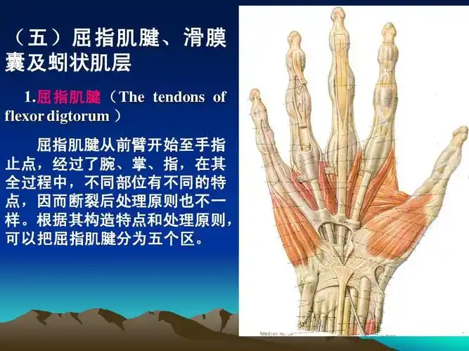 无忧文档 所有分类 医药卫生 手的应用解剖2008ppt ( 五 ) 屈指肌腱