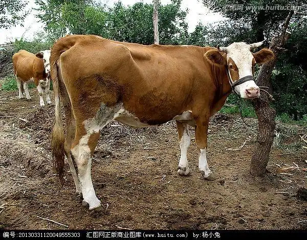 老牛的尾巴可以帮它驱蚊虫.