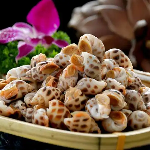 海鲜水产鲜活海螺重庆东风海猪花螺