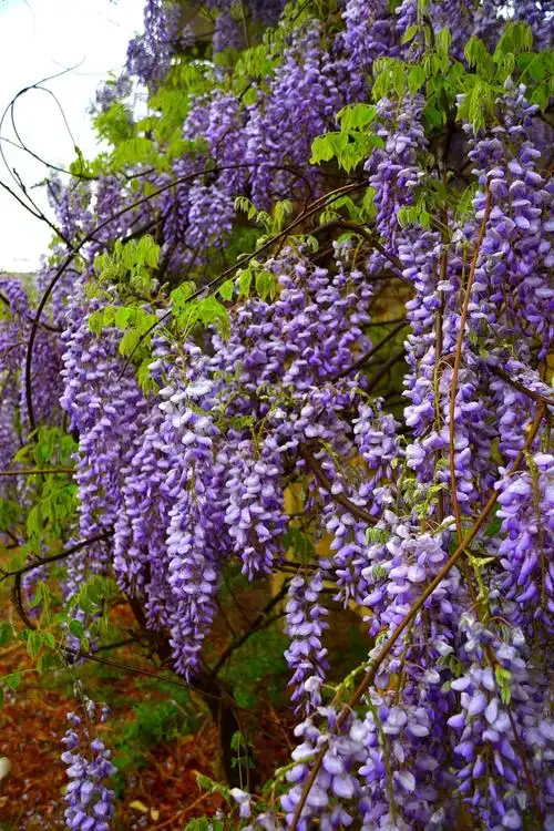 雨中紫藤(拍摄于2018.4.13日广平县)