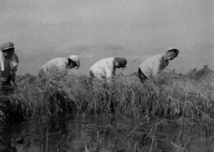 老照片中的北大荒奇迹,从荒原到中国粮仓_建设_开发_北大仓