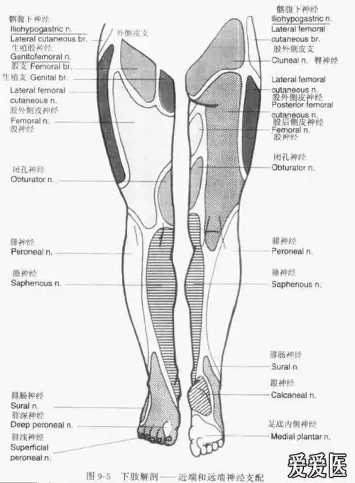 下肢神经分布.jpg