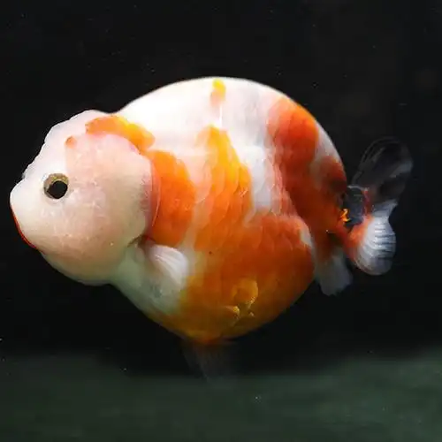 兰寿金鱼精品潘氏小尾观赏鱼活体淡水冷水好养鱼