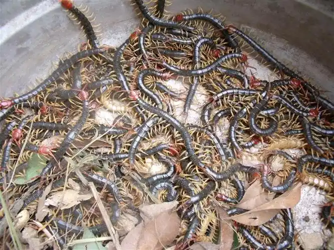 刚刚冬眠结束的河南信阳金头蜈蚣1号