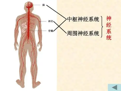 人体的神经调节ppt