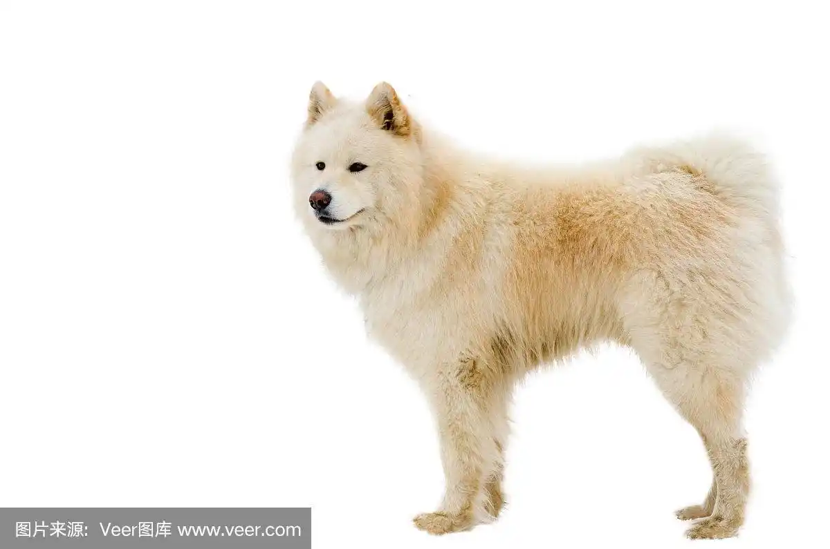 美丽的阿拉斯加狗在全身拍摄.雪橇犬的皮毛是纯白的.