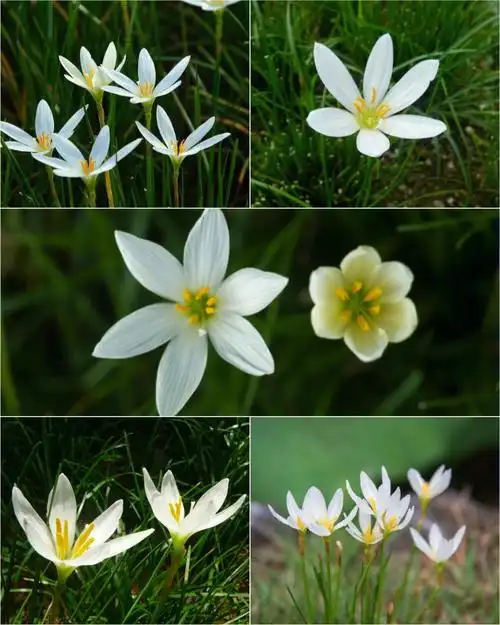 葱兰花它的花语是初恋和纯洁的爱