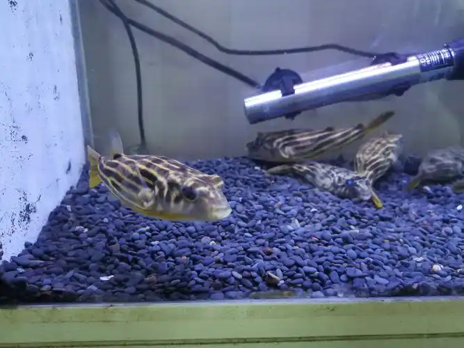 斑马狗头 - 其它鱼类 - 龙鱼之巅