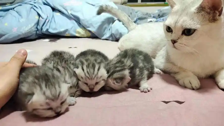 自家生了一窝虎斑猫咪找新家,小偿