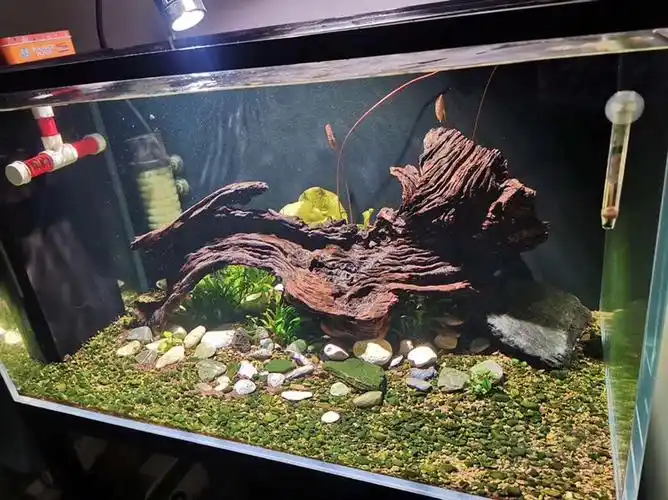 其他沉木鱼缸造景木沉木乌龟晒台紫柚木适合苗子和亚成