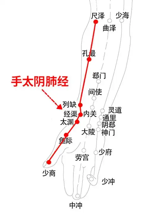 气急,喘息,心烦,胸闷等症状,可以顺着手掌大拇指外侧的手太阴肺经(如