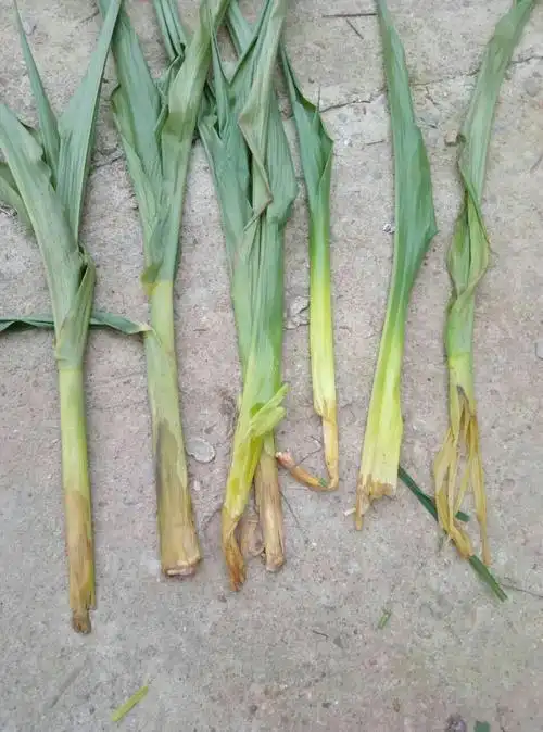 王凤楼镇 正达农资 玉米苗期常见病虫害