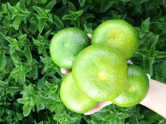 孕妇青皮蜜橘我终于忍不住下手了