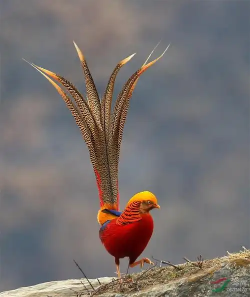 [雉] (红腹锦鸡)甘山红腹锦鸡------贺图2荣获首页精华图片!