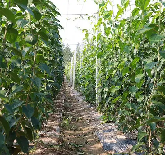 软枣苗-丹东嘉鸿农林苗木基地