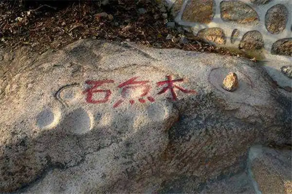 木鱼石   有一首歌是这样唱的:"有一个美丽的传说,精美的石头会