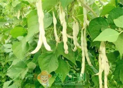 白芸豆种植时间和方法介绍
