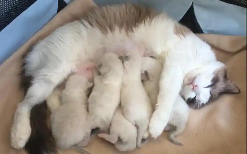 活动  布偶猫随便喂喂奶