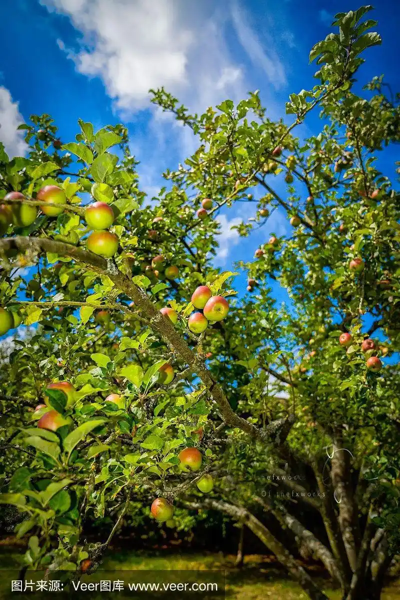 在果园里野生生长的青苹果