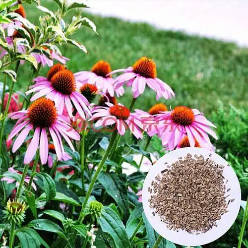 静剑红尘 多个品种波斯菊种子花卉种子盆栽庭院百日草种子万寿菊 松果