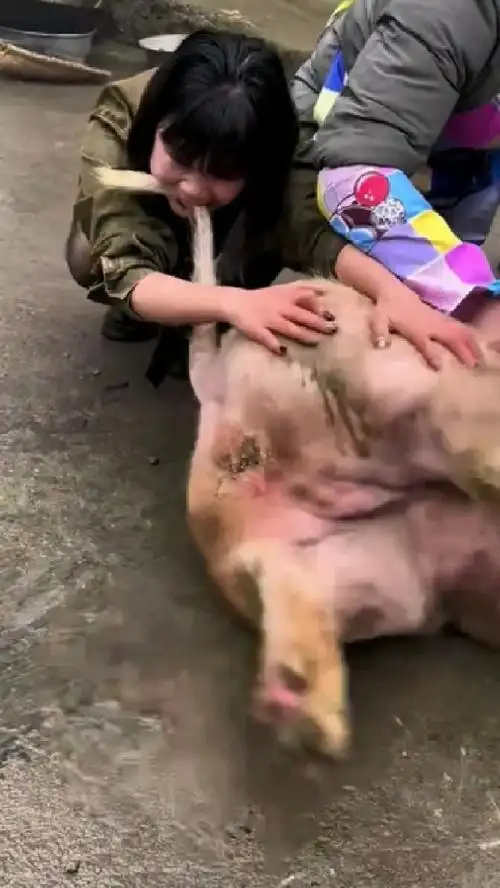 按不住的年猪,搞笑又气人.