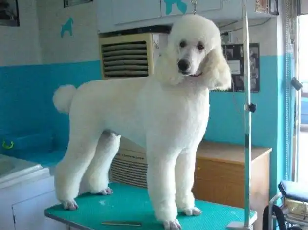 巨贵犬价格表为什么