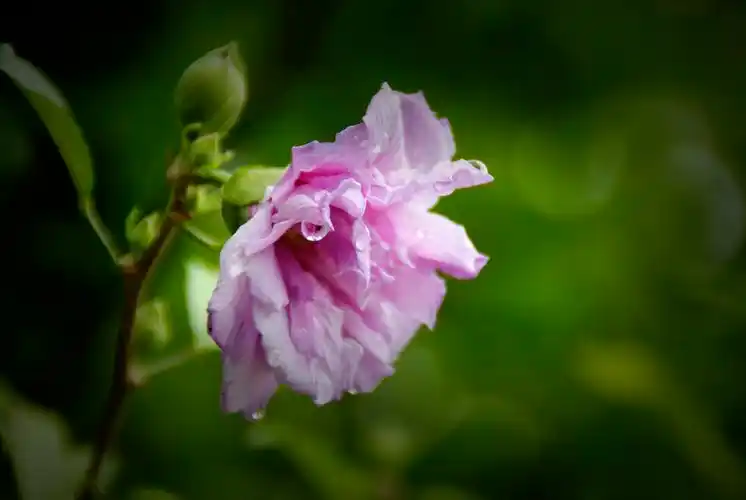 首发重瓣紫木槿