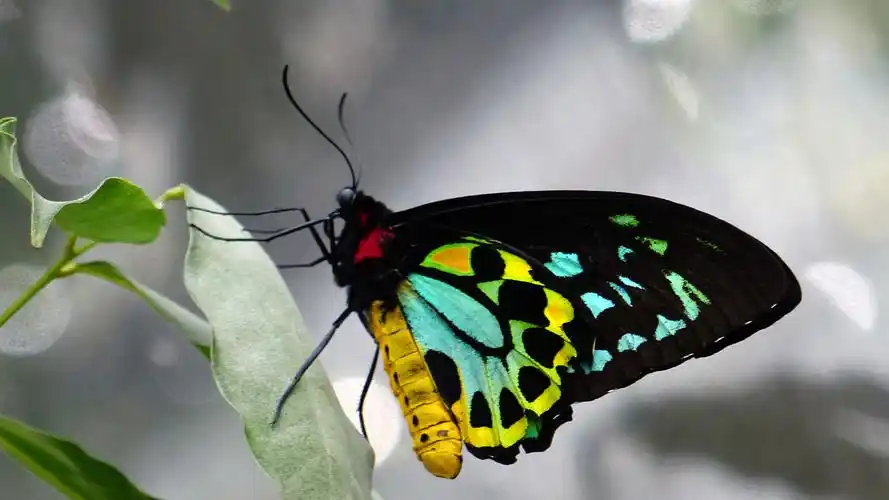 美丽可爱的蝴蝶图片 - 第1张