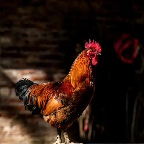 公鸡公鸡真美丽大红冠子花外衣