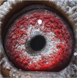 鸽友永不过时的最爱:詹森老白眼