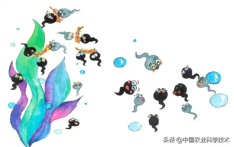 蝌蚪吃什么食物? 小青蛙吃什么东西 人工喂养-世界十大之最