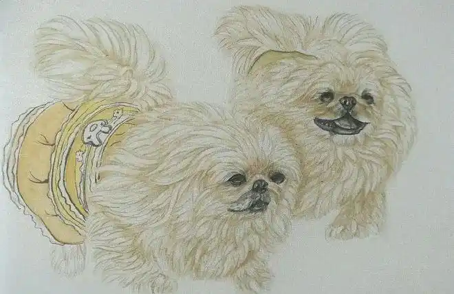 书画联盟丨工笔画狗狗《京巴》绘画步骤