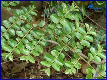 别名大力王,筛其蔃,虎尾草,千里香,土当归,保妇蔃,走马胎,土丹桂,小箭