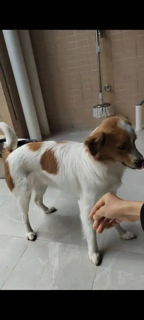 【水口寻狗】黄白花色小狗老水口走丢,你有见过吗?_本人_惠州_大道