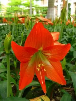 红色喇叭花,不知叫什么名