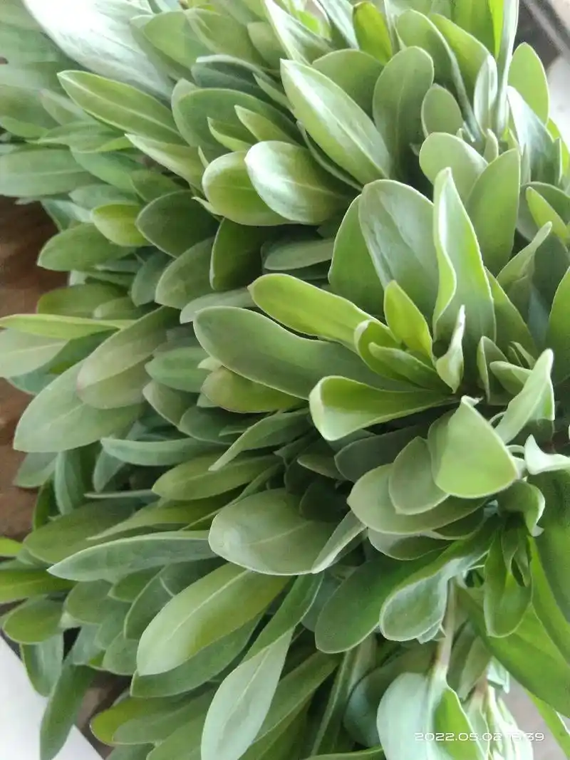 长蕊石头花,俗称山麻楂,山苜楂,喜生于山坡草地,灌丛,沙滩乱 - 抖音