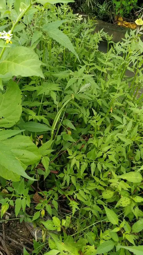 野生水芹菜,降血压极好,农村随处可见,你们那里什么吃法?